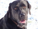 Astus - Labrador Retriever M&acirc;le (7 ans)