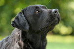 pap&agrave; di king - Labrador Retriever M&acirc;le (5 ans)