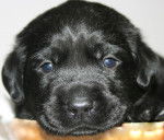 king - Labrador Retriever M&acirc;le (9 mois)