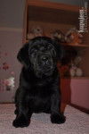 Loli - Labrador Retriever (3 mois)