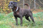 Nero - Labrador Retriever Mâle (10 ans)
