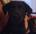 Banjo - Labrador Retriever M&acirc;le (2 mois)