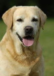malu - Labrador Retriever Mâle (13 ans)