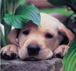 Carisias - Labrador Retriever (4 mois)