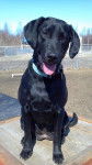 Shadow - Labrador Retriever (2 ans)