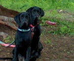 Shadow and Piper - Labrador Retriever (2 ans)