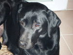 Uba - Labrador Retriever (6 ans)