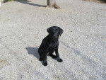 Fiona - Labrador Retriever (5 mois)