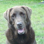 Molly - Labrador Retriever (6 ans)