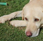 Boesman - Labrador Retriever M&acirc;le (6 ans)