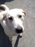 diane - Labrador Retriever (8 mois)