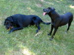 molly and dalton - Labrador Retriever