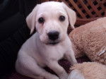 pascuala - Labrador Retriever (2 mois)
