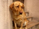Nina - Labrador Retriever (4 ans)