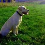 xaxta - Labrador Retriever (3 ans)