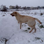 xaxta - Labrador Retriever (3 ans)