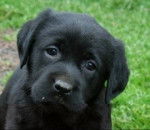 Max - Labrador Retriever M&acirc;le (2 mois)