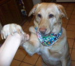 Misty - Labrador Retriever (5 ans)