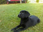 Il mio cane - Labrador Retriever (1 an)