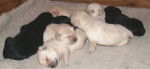 des chiots trop mignons - Labrador Retriever (2 mois)