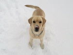 Eyvy - Labrador Retriever (3 ans)