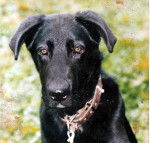 nemo - Labrador Retriever M&acirc;le (6 mois)