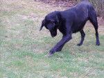 Blacky - Labrador Retriever M&acirc;le (11 mois)
