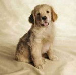 Tony - Labrador Retriever M&acirc;le (3 mois)