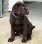 tobby - Labrador Retriever Mâle (3 ans)