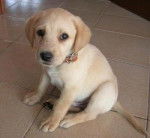 sandra - Labrador Retriever (3 mois)