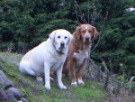 FRimousse &amp; Guizmo - Labrador Retriever
