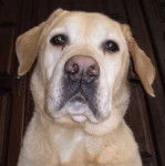 Gordane - Labrador Retriever M&acirc;le (Autre)