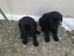 Dama y Rex - Labrador Retriever (1 mois)