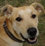 Savila - Labrador Retriever (2 ans)