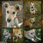 Savila - Labrador Retriever (2 ans)