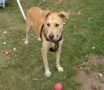 Savila - Labrador Retriever (2 ans)