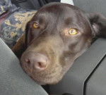 gigi - Labrador Retriever (7 ans)