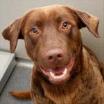 Archie - Labrador Retriever M&acirc;le