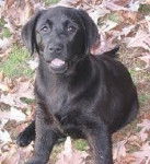 Baby Sandra - Labrador Retriever (2 ans)