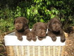 Toby , Lilas , Chipette - Labrador Retriever (5 mois)