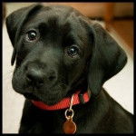 Senka - Labrador Retriever