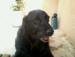 Ola - Labrador Retriever (15 ans)