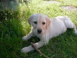 B&eacute;verly - Labrador Retriever (3 mois)