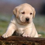 Trop chou ! - Labrador Retriever