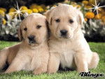 Lulu et Fannie - Labrador Retriever (4 mois)