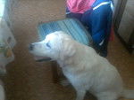 Neza - Labrador Retriever (14 ans)