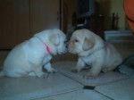 fosca - Labrador Retriever (3 mois)