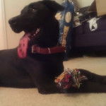 Molly - Labrador Retriever (1 an)