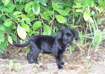 Soscanne - Labrador Retriever Mâle (2 mois)