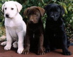 mes chiens - Labrador Retriever (7 mois)